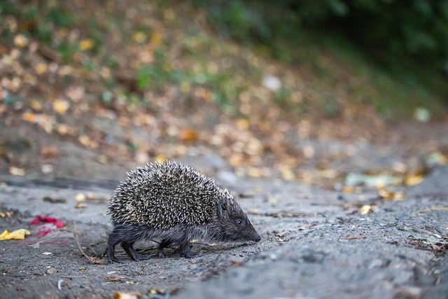 他於賽後的 他於賽後的